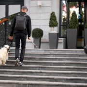 guide dog helps the owner climb the stairs, enter the building